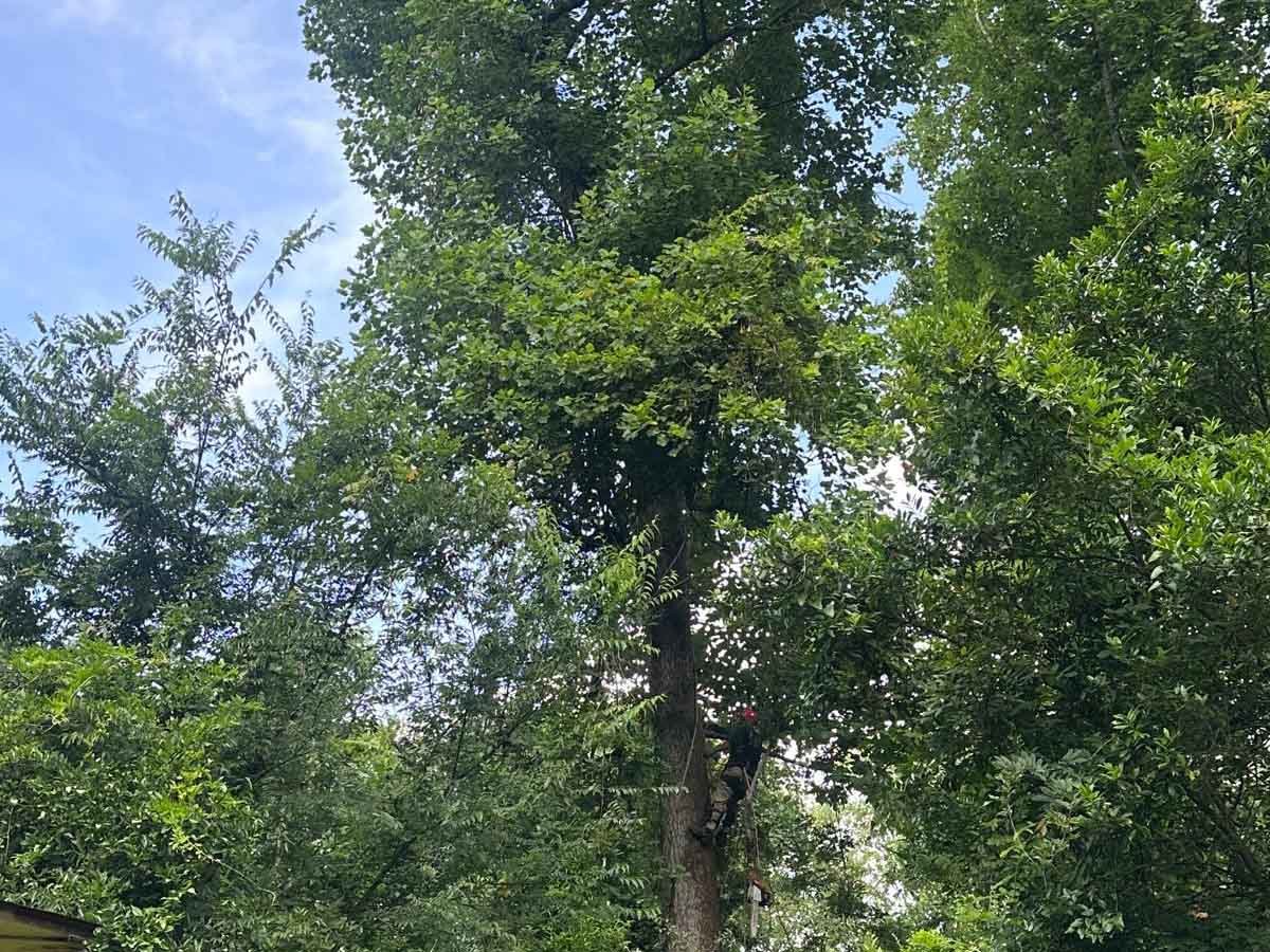 El Costeño Tree Service LLC